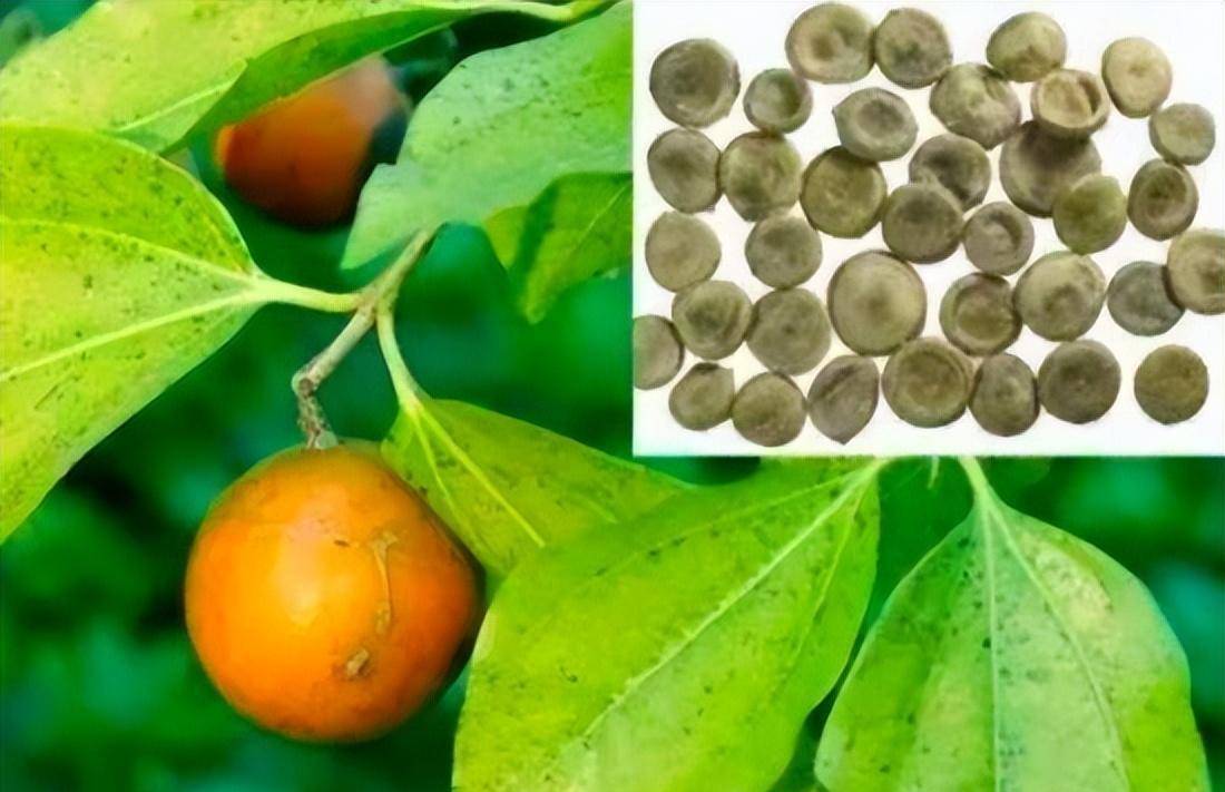皇帝爱用的"牵机",到底有多恐怖!