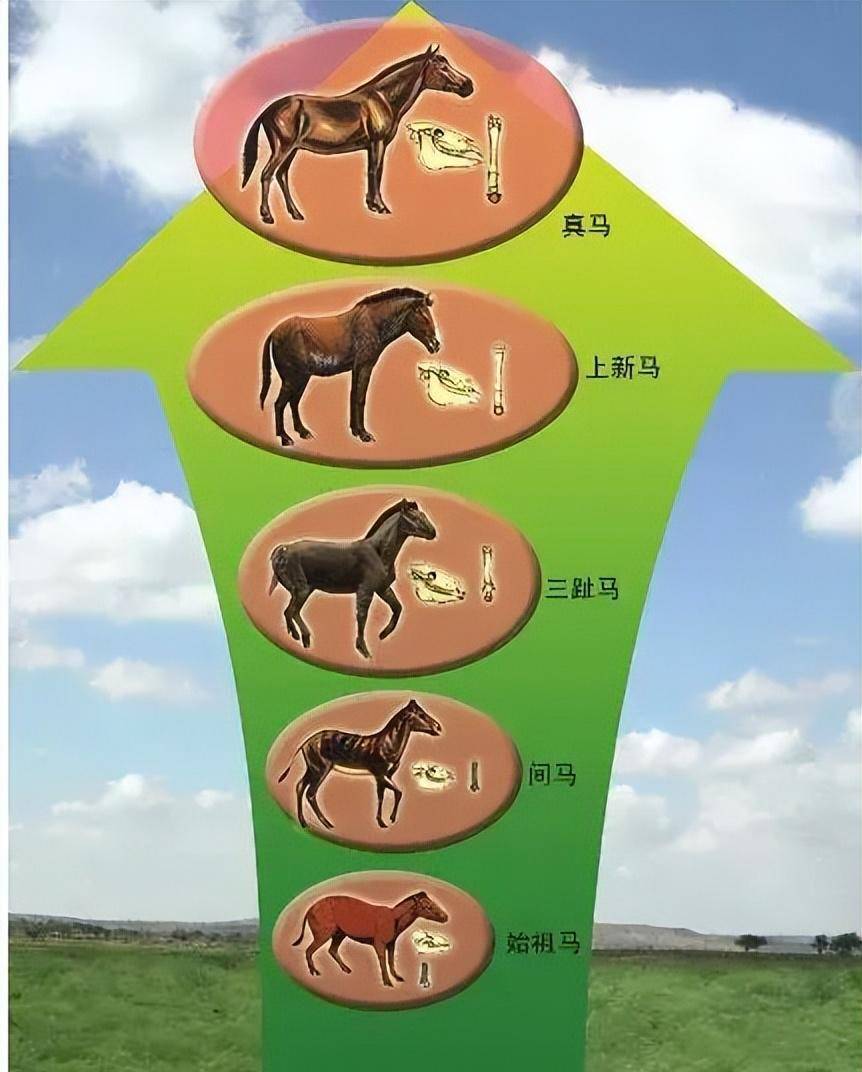 马为什么会被驯化?_进化_人类_时候