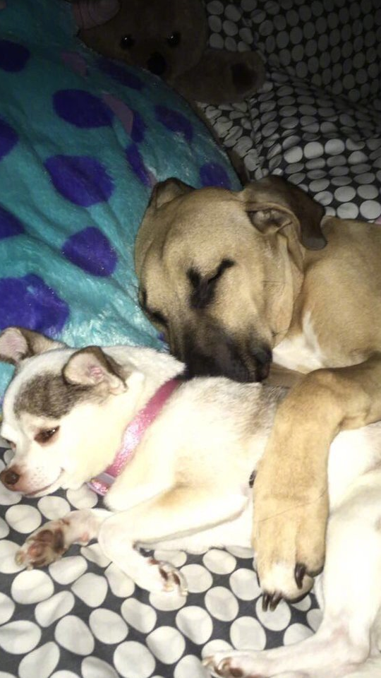 狗狗喜欢抱着同伴睡觉,当同伴去世后,狗狗的做法让人泪目