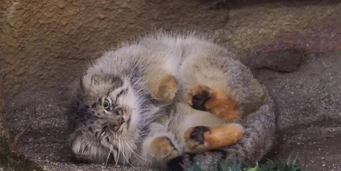 猫蠢萌可爱,是家中萌宠,但有一种猫,长相可爱,却被禁止饲养