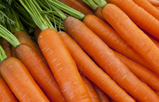 狗狗可以吃的5种蔬菜:黄瓜上榜,狗狗爱不爱吃看就看缘分了