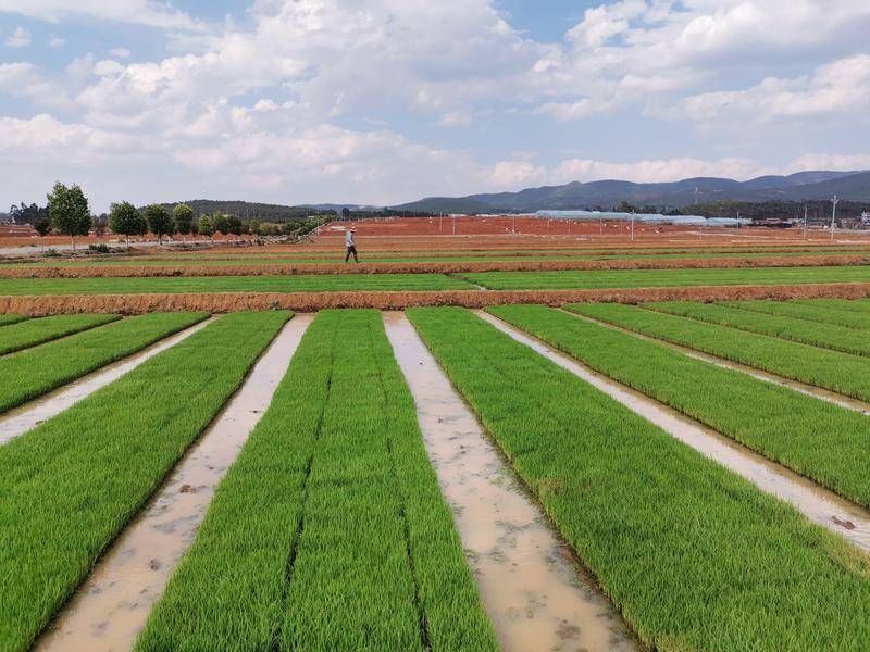 楚雄市子午镇:统筹"一盘棋"打好补充耕地和耕地占补平衡组合拳