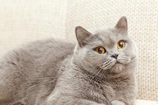 四大优点,让人想不爱都难!_品种_猫咪_我国