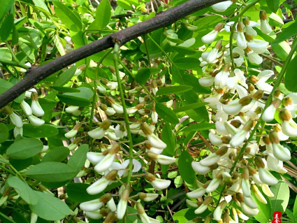 蒸槐花饭