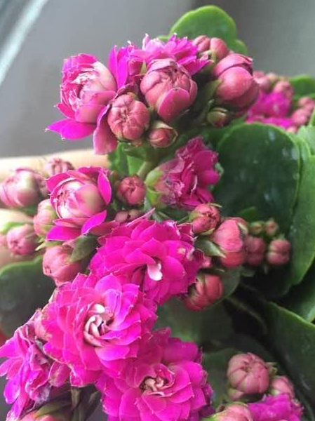 长寿花开完花,狠心剪一剪,马上又开爆盆,残枝还能扦插几十盆