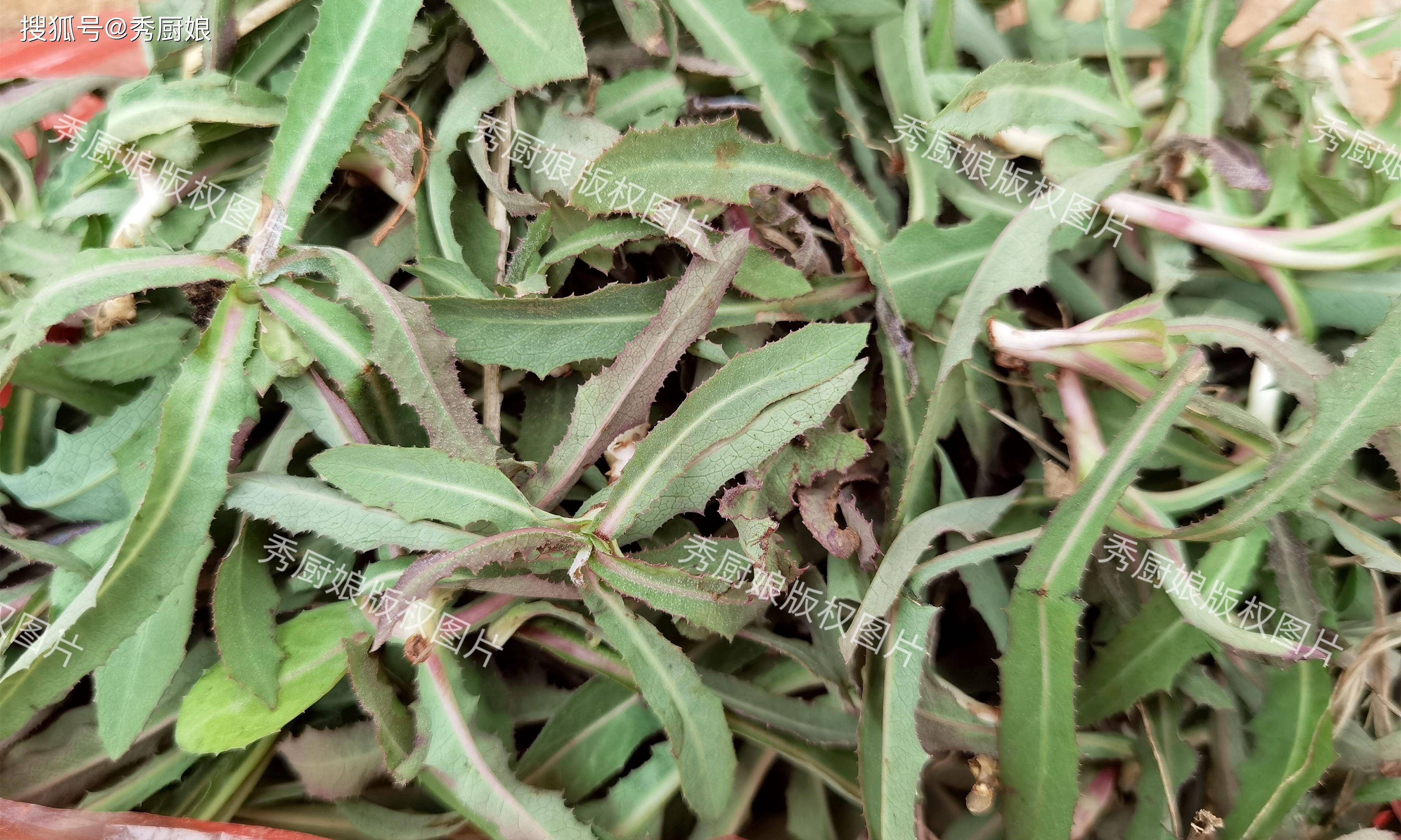 席麻野菜的高清图片图片