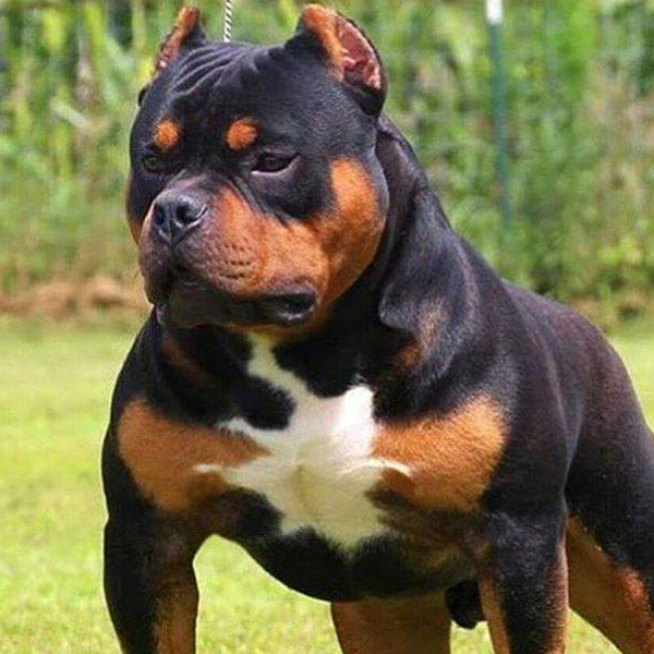 这种犬曾是穿越雪山的战犬,流落民间,成为放牛娃,如今火速蹿红