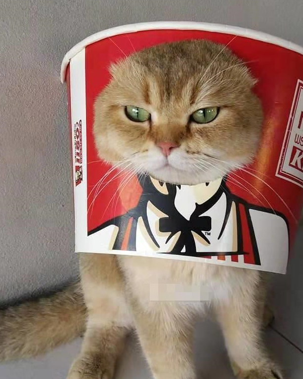 铲屎官个个是人才,给猫咪做新面具,猫戴上之后我不厚道的笑了