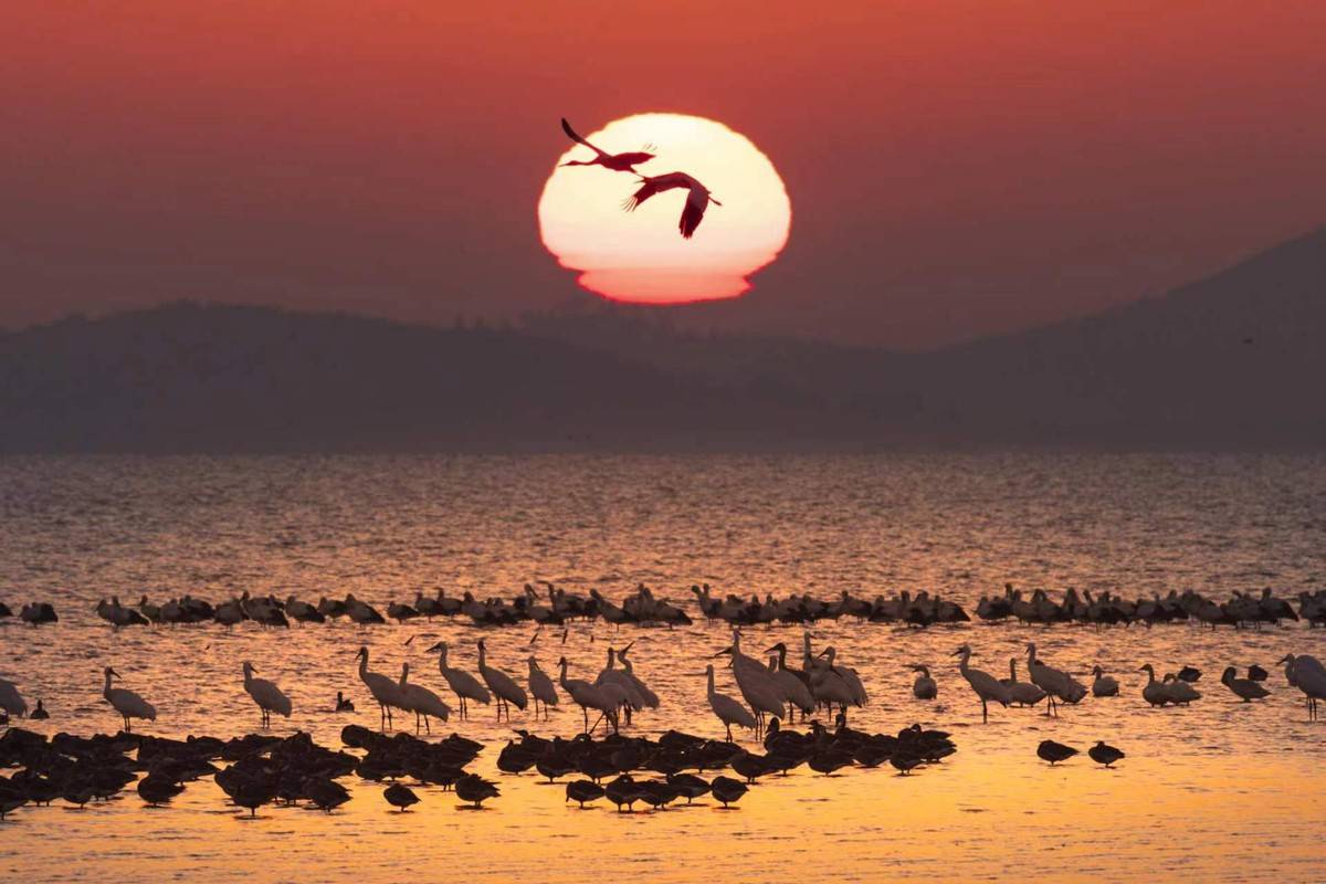 佳能eos r5 4500万像素高画质下的鄱阳湖"大长腿"们