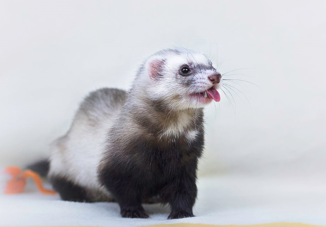 安哥拉雪貂是一种相对较新的雪豹品种