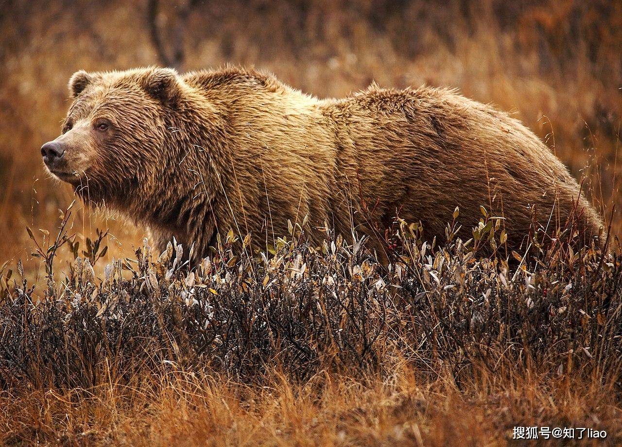 图片来源网络在人们的认知中,熊是一种非常可怕的动物,它们拥有巨大的