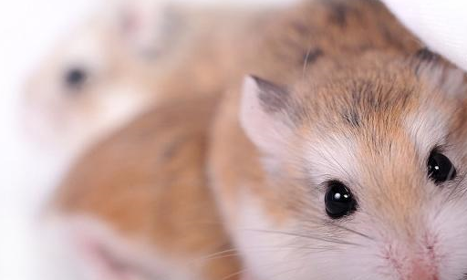 感冒的仓鼠除了会经常打喷嚏外,还有流鼻涕,它们的鼻头看起来湿湿的.