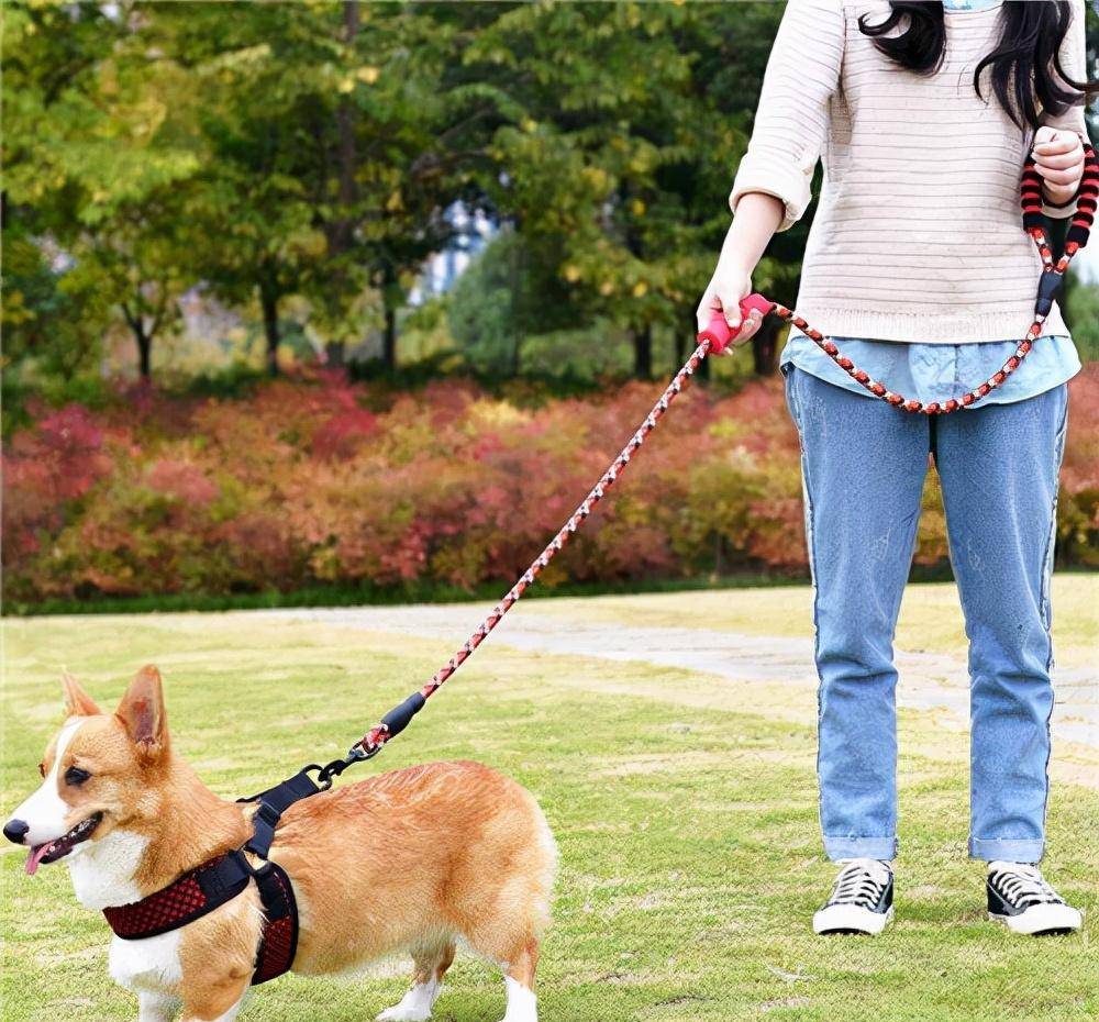 北京老太被不拴绳狗绊倒致瘫痪,家属向犬主索赔260万,法院判了