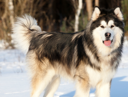 狗狗 阿拉斯加雪橇犬为什么能在寒冷天气下生活