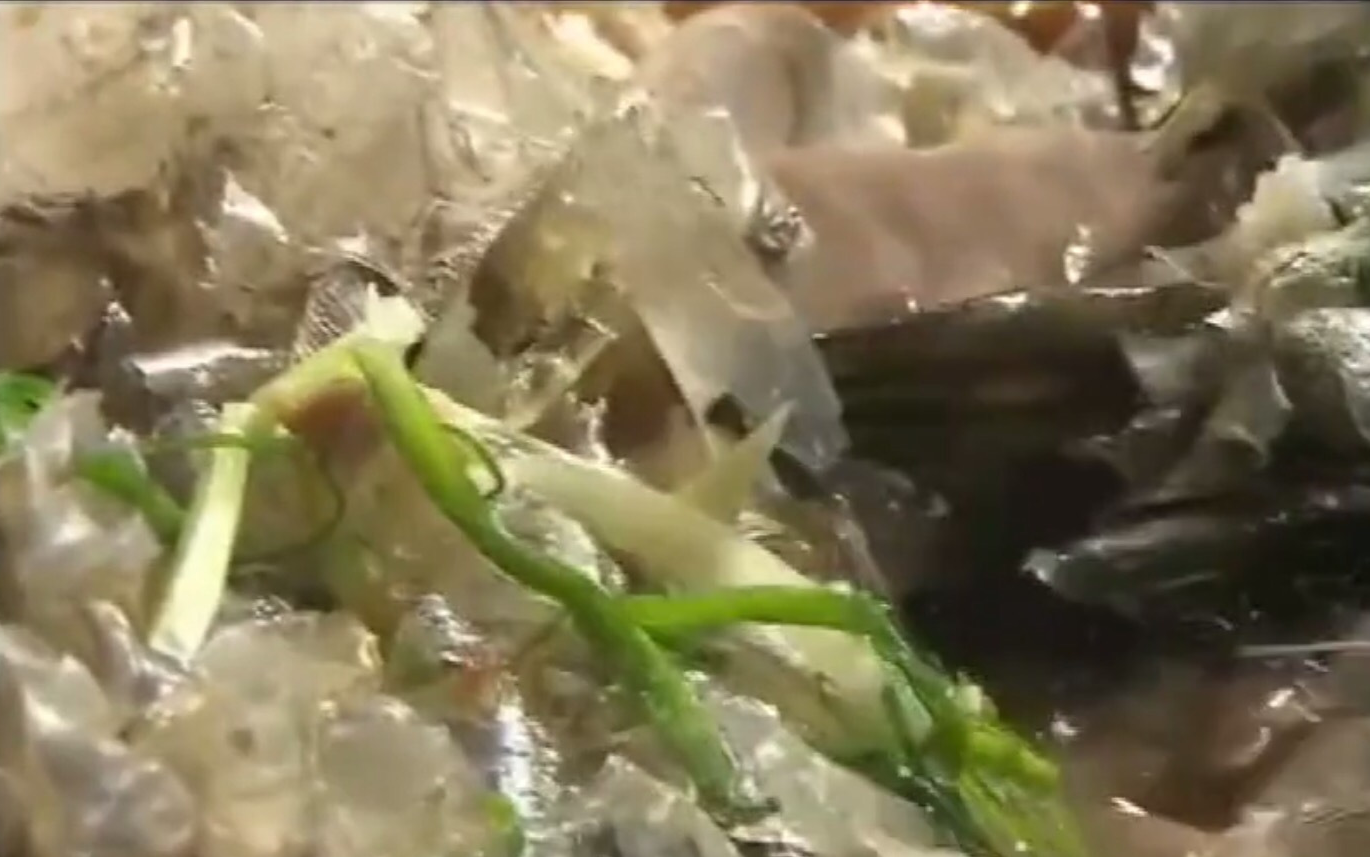 因此这条鱼身上是没有泥土味的,而是多了一股特殊的果香味,因此它还被