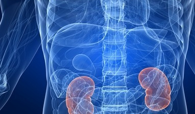 肾脏_人体_器官