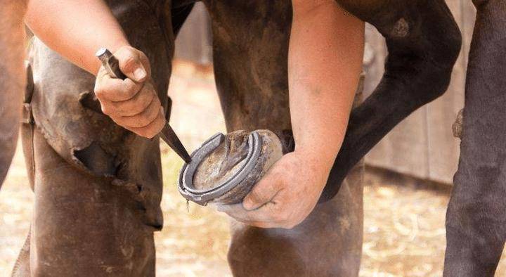 牛也需要钉吗?_磨损_马蹄铁_钉子