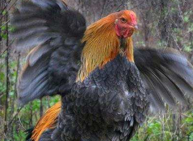 号称鸡中的"巨无霸",个头大且威武,如今变成热门宠物!