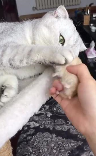 主人去拿猫咪怀里的仓鼠,猫咪连抓带咬:住手,别动我的孩子!