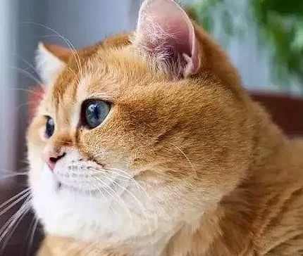 为什么橘猫会比其他猫胖?