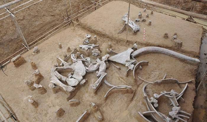 殷墟尸骸检测报告揭开商王朝崩溃的真相:食物匮乏还是不得人心?