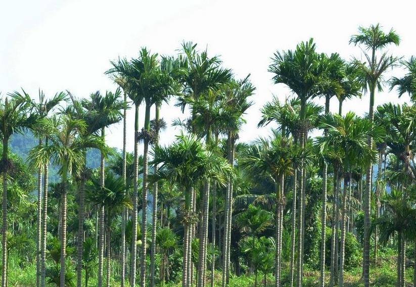 96年海南小伙捡到一只小蛇,四年后长到4米,为其看家护院抓小偷