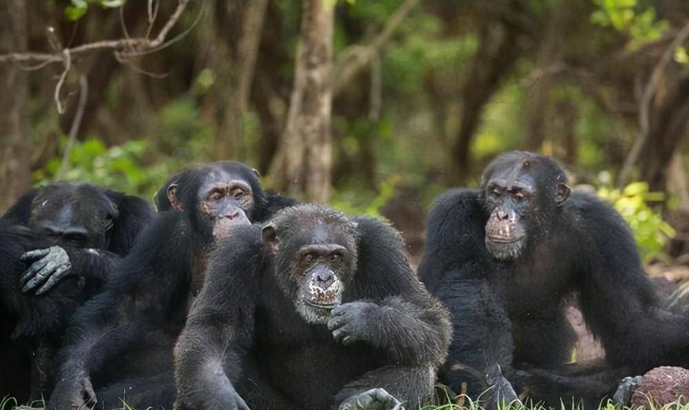科学家惨绝人寰的实验,欲让女人怀上黑猩猩的孩子,过程残忍至极