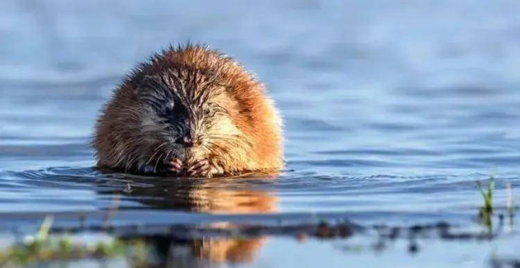 还有和泥,和大泥脱大坯,扒炕抹墙,外山墙上粘高粱挠子……笘房子草,又