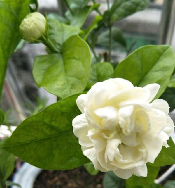 这花,洁白赛雪,从夏至开始,一直开不断