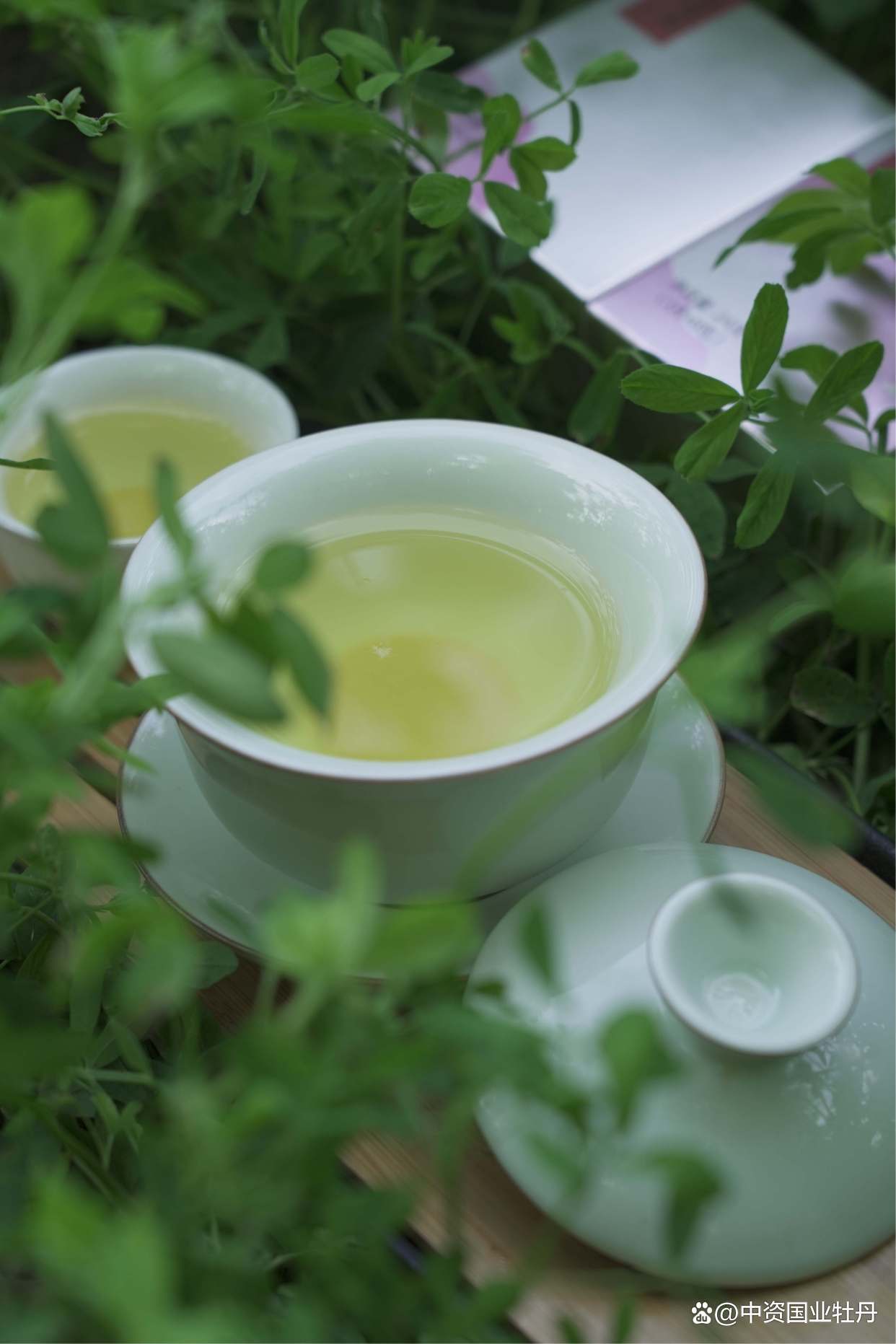 "消暑"成为了夏季每个人的刚需,此刻,泡上一壶花茶,清凉又养生.
