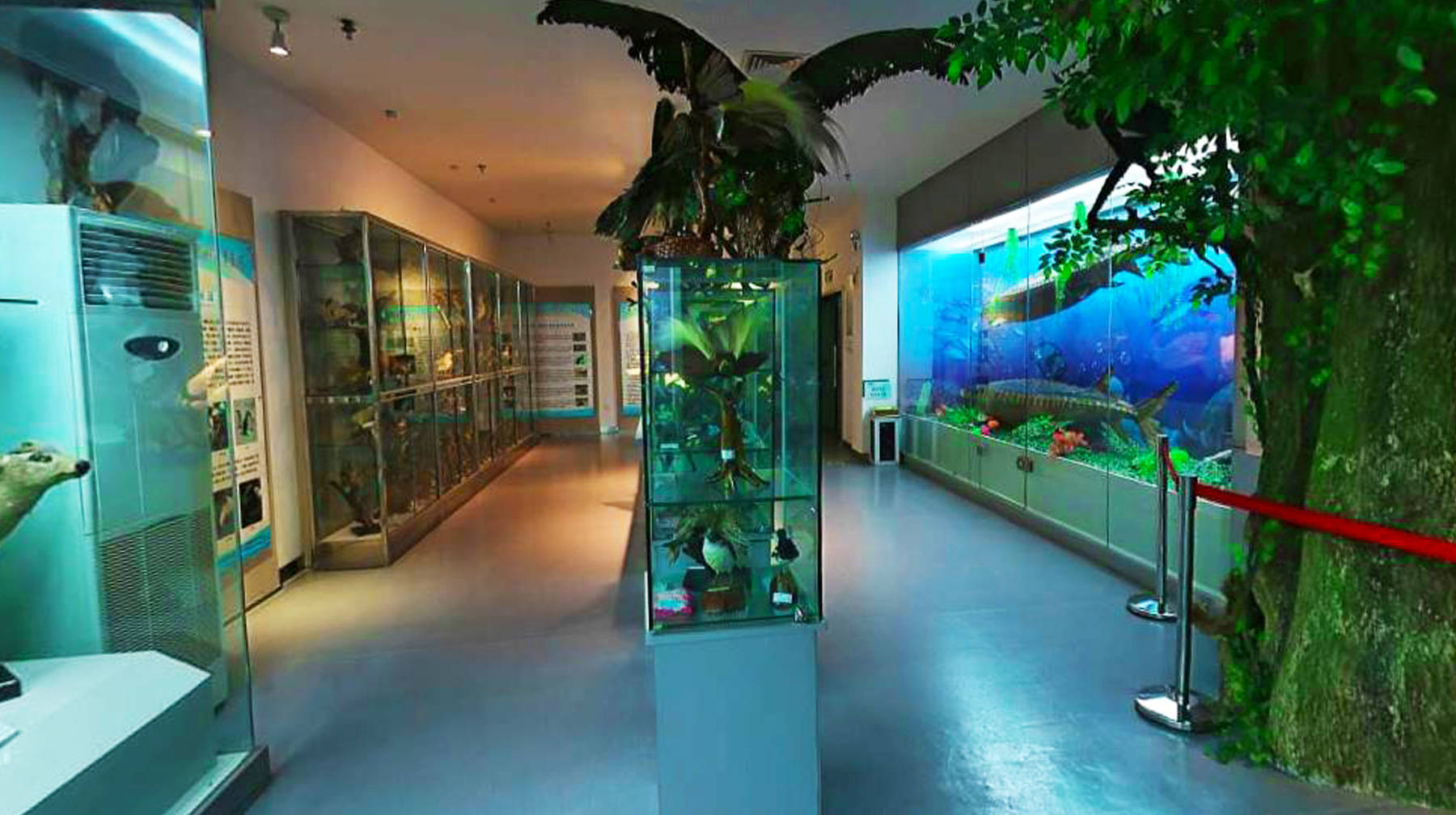 武汉城区高校里有座博物馆,收藏30万份标本,宛若动植物王国