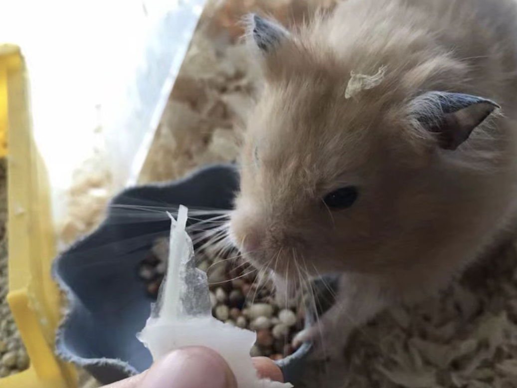 宠物_食物_仓鼠