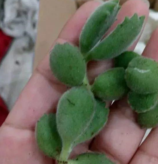 3,7-10天浇1次水熊童子露养的时候最容易出状态了,多晒晒太阳,熊爪会