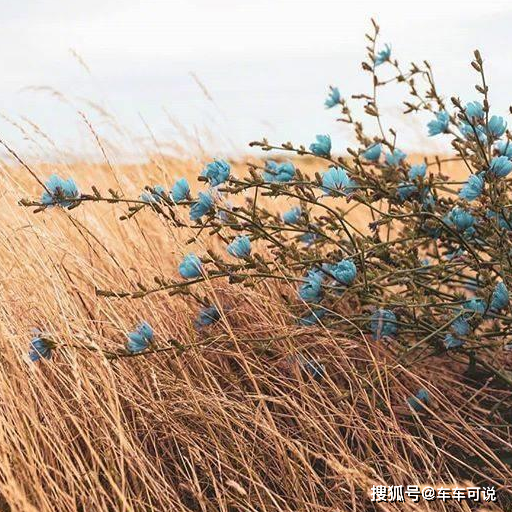 人不仅外表是冷的,内向也是冷的,摩羯不是,摩羯外表看似冷,内心小九九