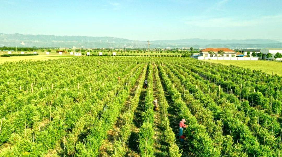 金银花种植基地简介