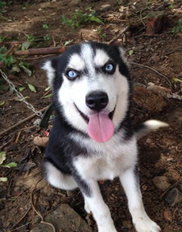 二哈日常拆家,主人在二哈身上做狗肉分布图,网友:熟了叫我!