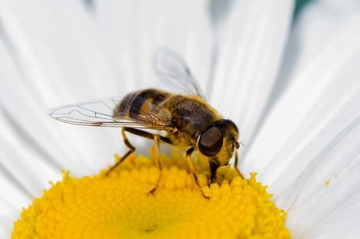 土法养蜂,发现工蜂产卵怎么办?老蜂农告诉你怎么处理