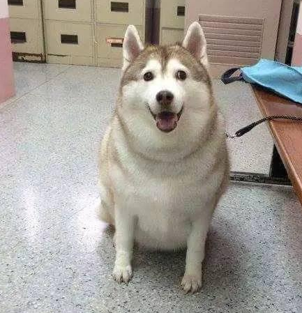 把二哈交给奶奶养,没多久就胖20斤,主人一看笑到胃疼:哪家的猪_狗狗