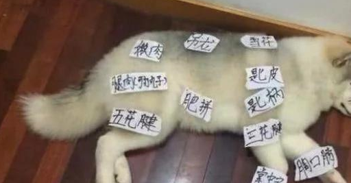 二哈日常拆家,主人在二哈身上做狗肉分布图,网友:熟了叫我!