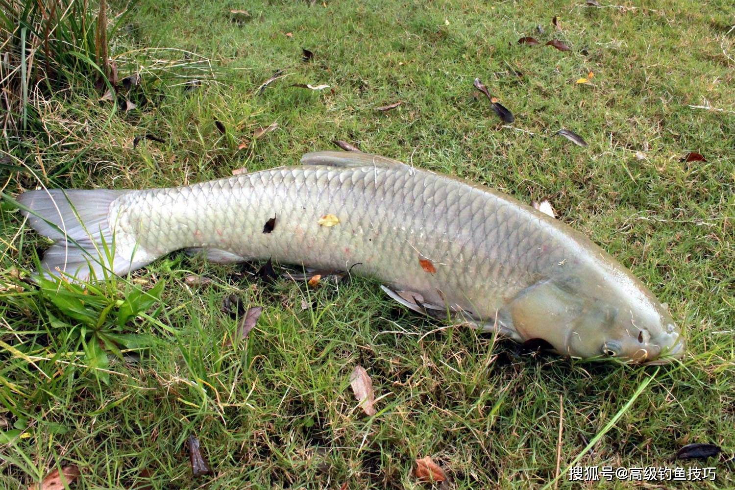 夏季野钓草鱼,只需记住这5个要领