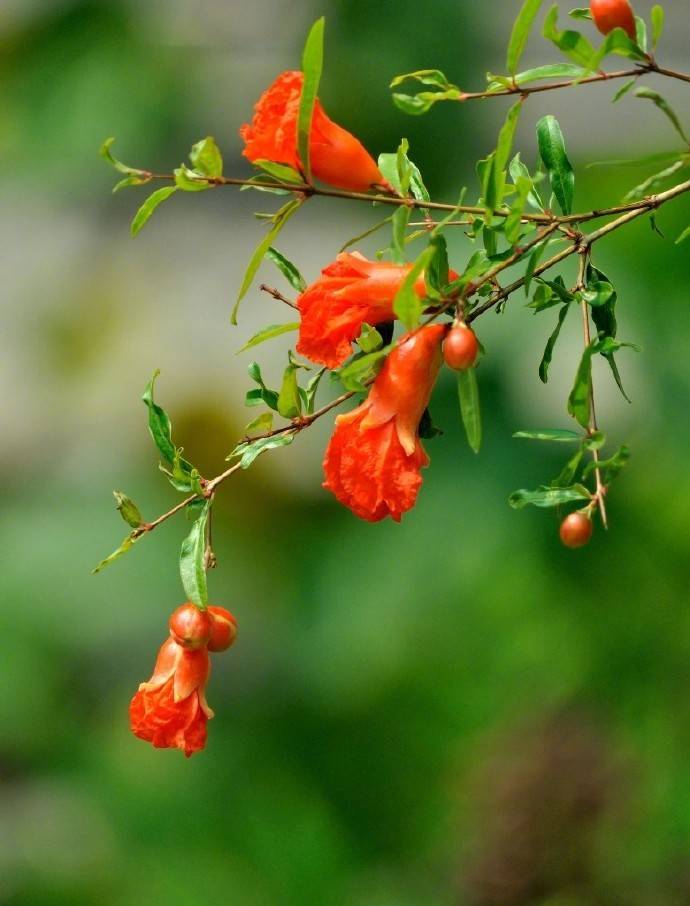 二十首唯美的夏日七绝,人间昼永无聊赖,一朵荷花满院香