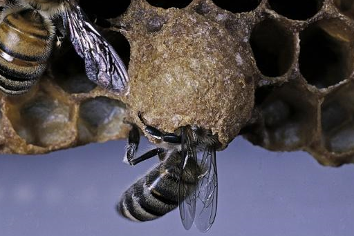 土法养蜂,发现工蜂产卵怎么办?老蜂农告诉你怎么处理