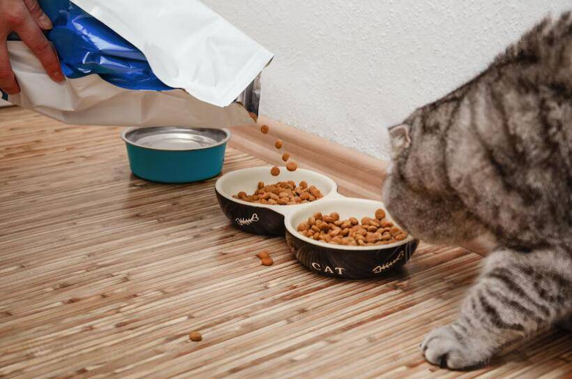 干猫粮有哪些优势_猫咪_营养_主人