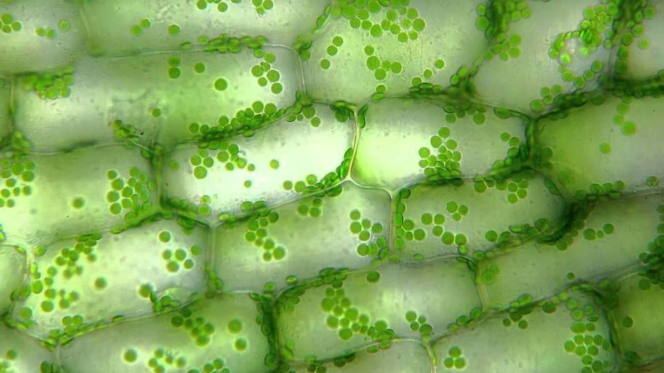 叶羊太萌了!吃进去就是我的了,用叶绿体装扮自己的"混动"生物