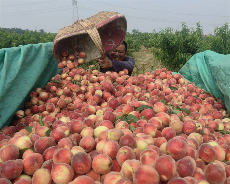 在与孔畈村相隔不远的邓林村,果农李成友种植的毛桃也迎来了丰收.
