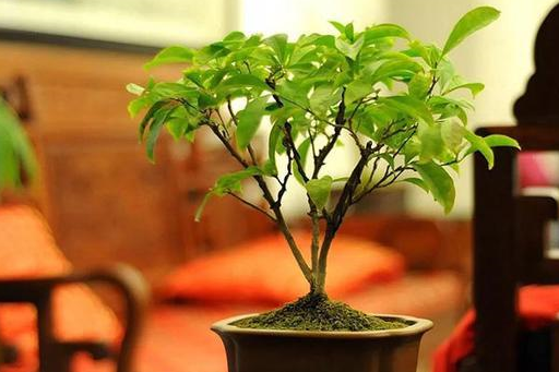 10种好养的喜阴植物,在角落长的也很棒