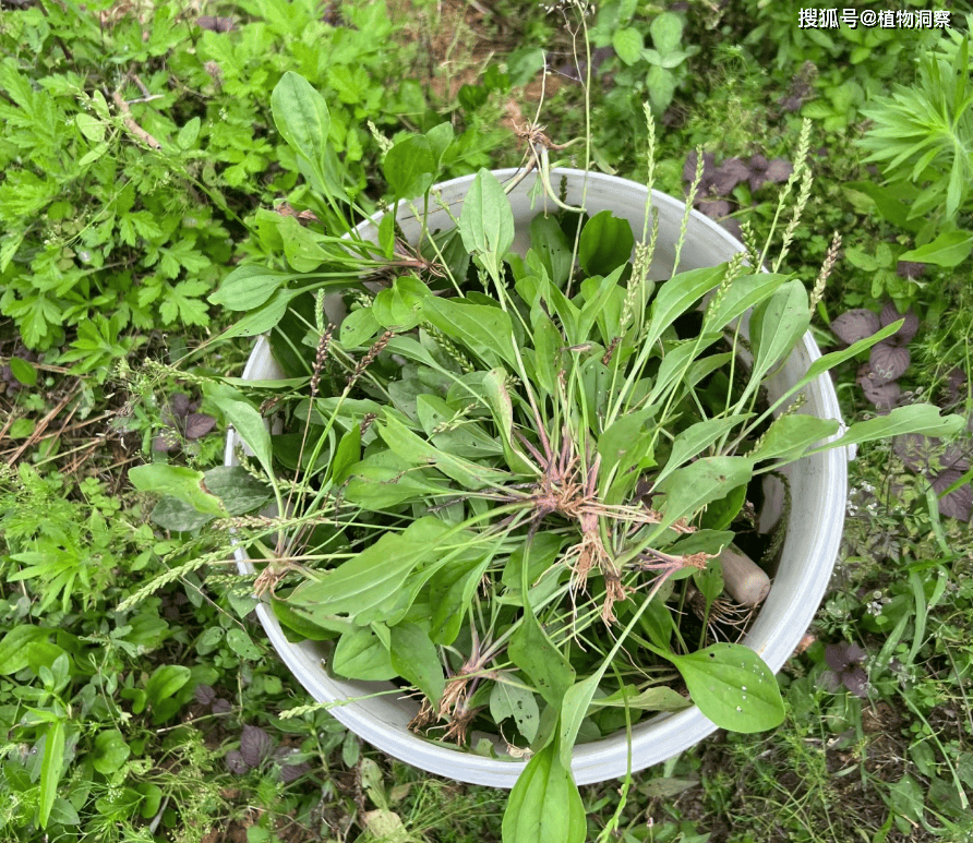 这植物路旁很常见,曾是荒年的"救命菜",用来煮水,妙用多!