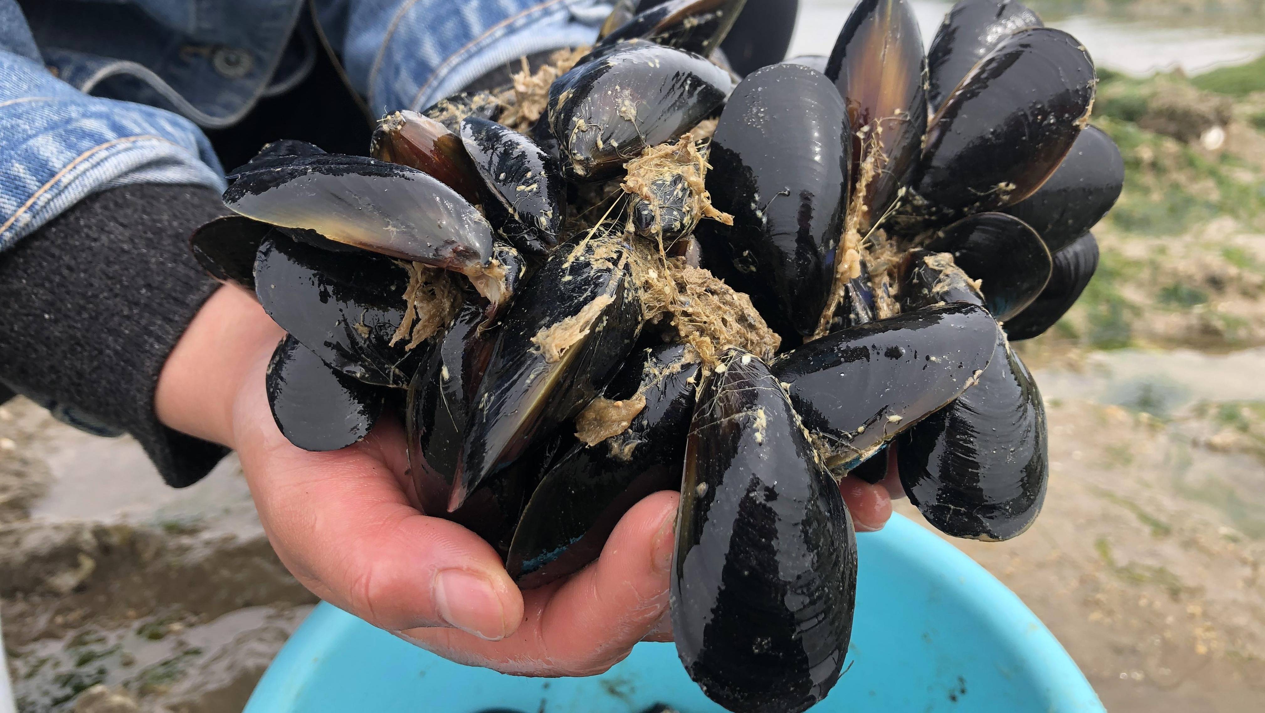 为什么禁止食用海虹图片