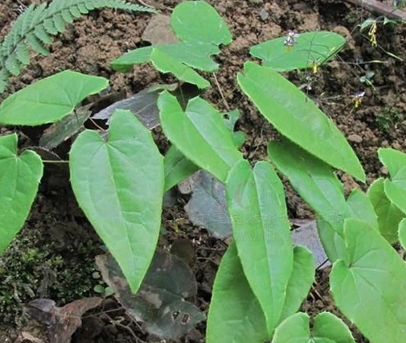 学中药:认识仙灵脾,仙茅的功效与作用!