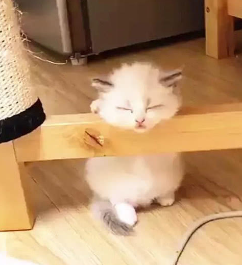 猫咪闻了主人的袜子,令人窒息的操作,直接被熏的晕晕!_表情_榴莲_什么